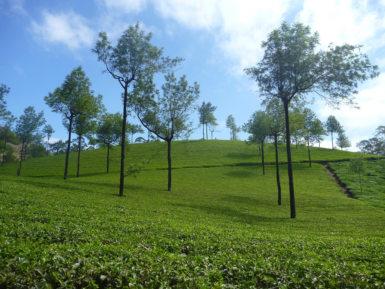 tea plantation plantation landscape free photo