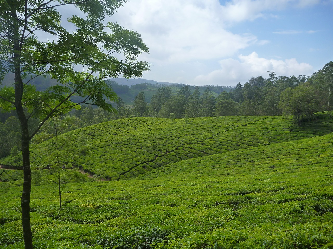 tea plantation plantation landscape free photo