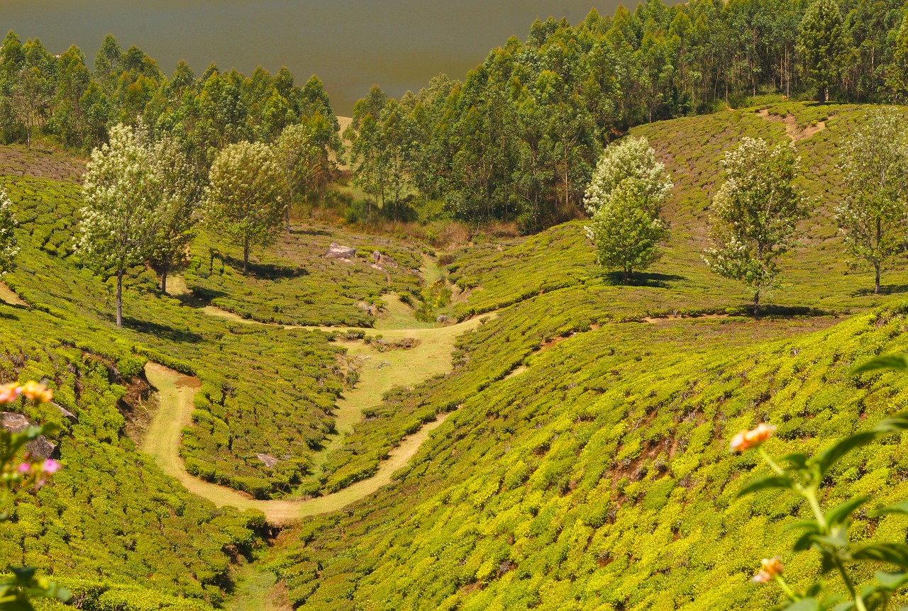 tea plantation  mountain  agriculture free photo