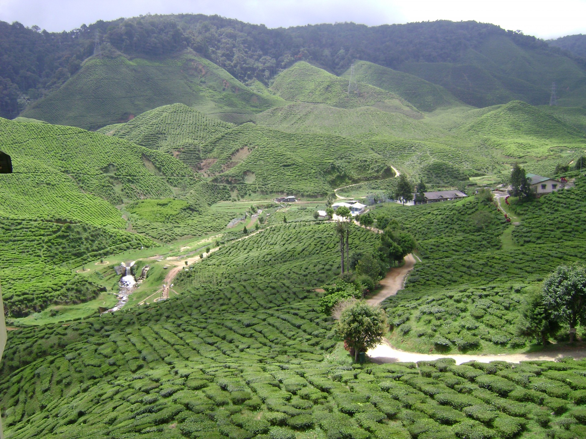 tea plantation grow free photo