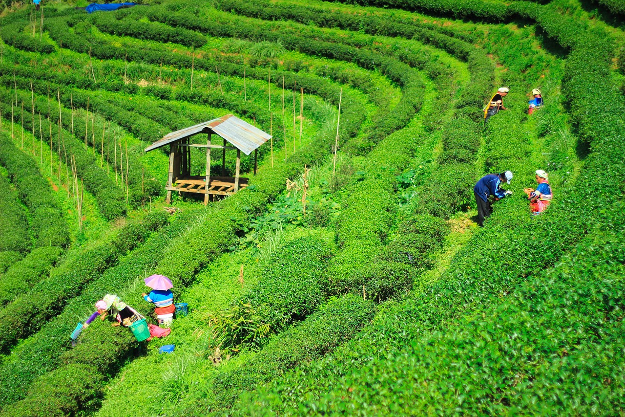 tea plantations garden nature free photo