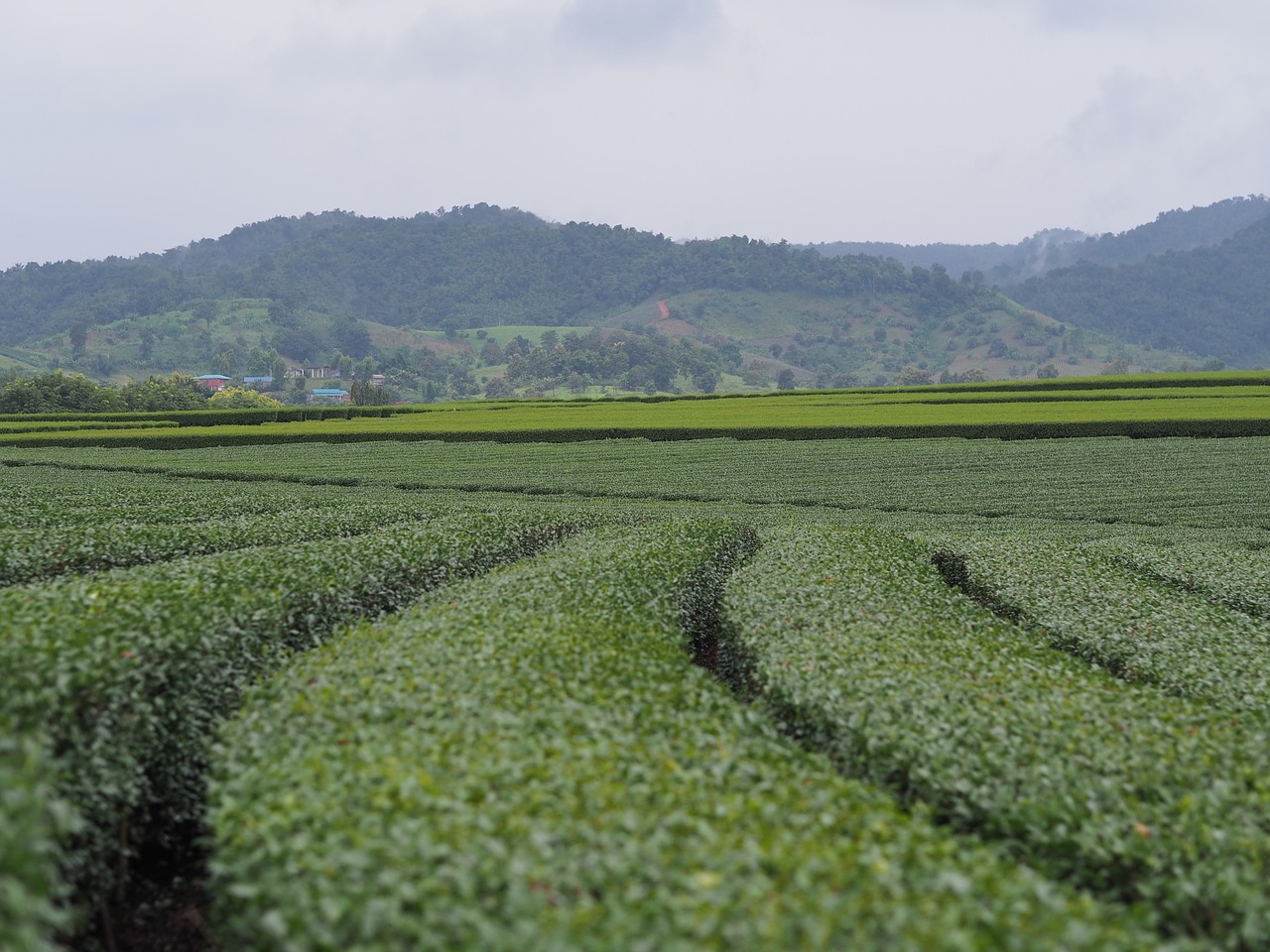 tea plantations rai view free photo