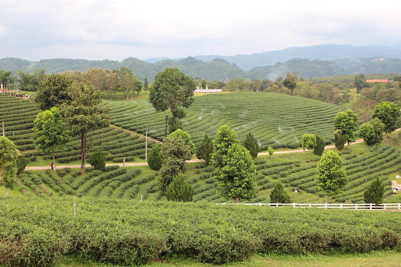 tea plantations tea the north free photo