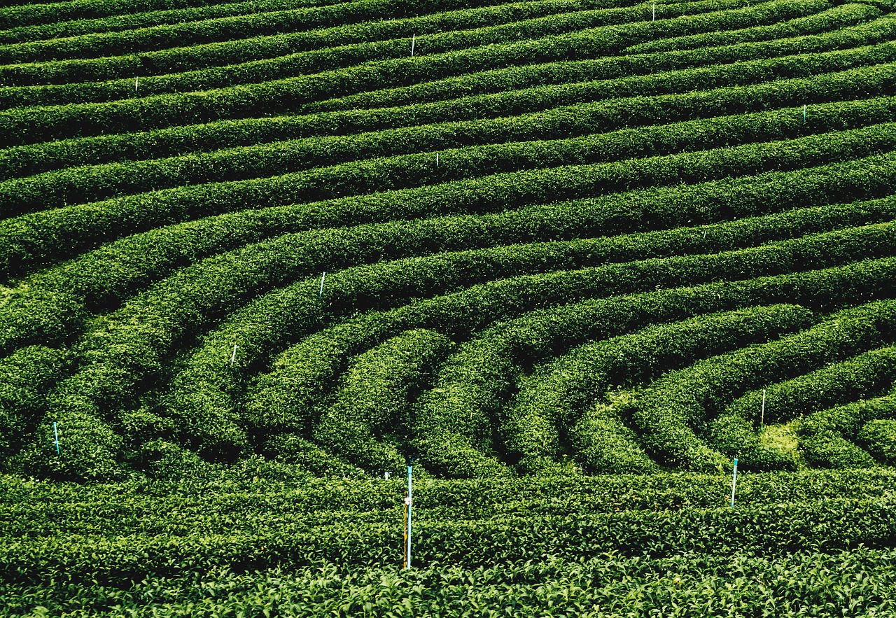 tea plantations  sightseeing  relaxing free photo