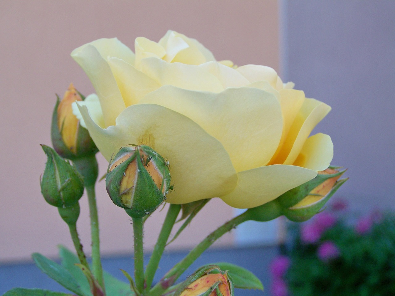 tea rose  vanilla color  summer flower free photo