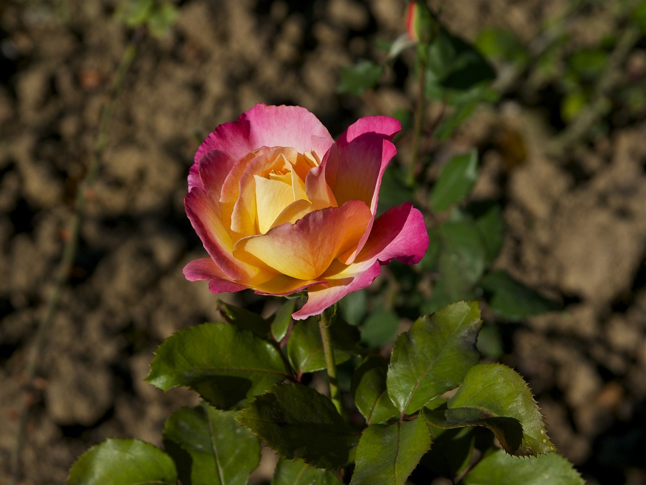 tea-rose hybrid flower free photo