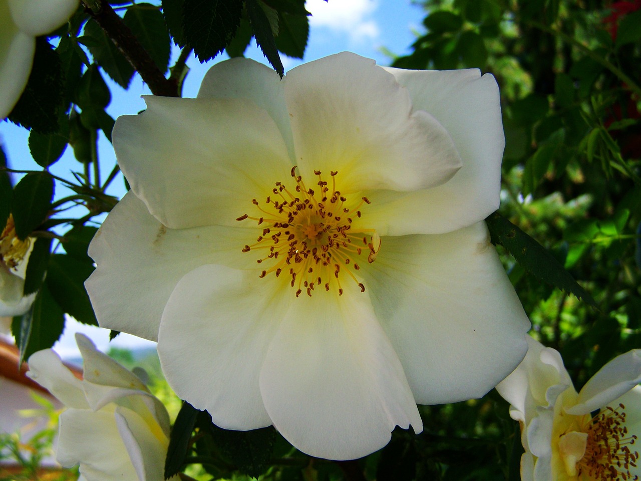 tea rose white roses rose bush free photo