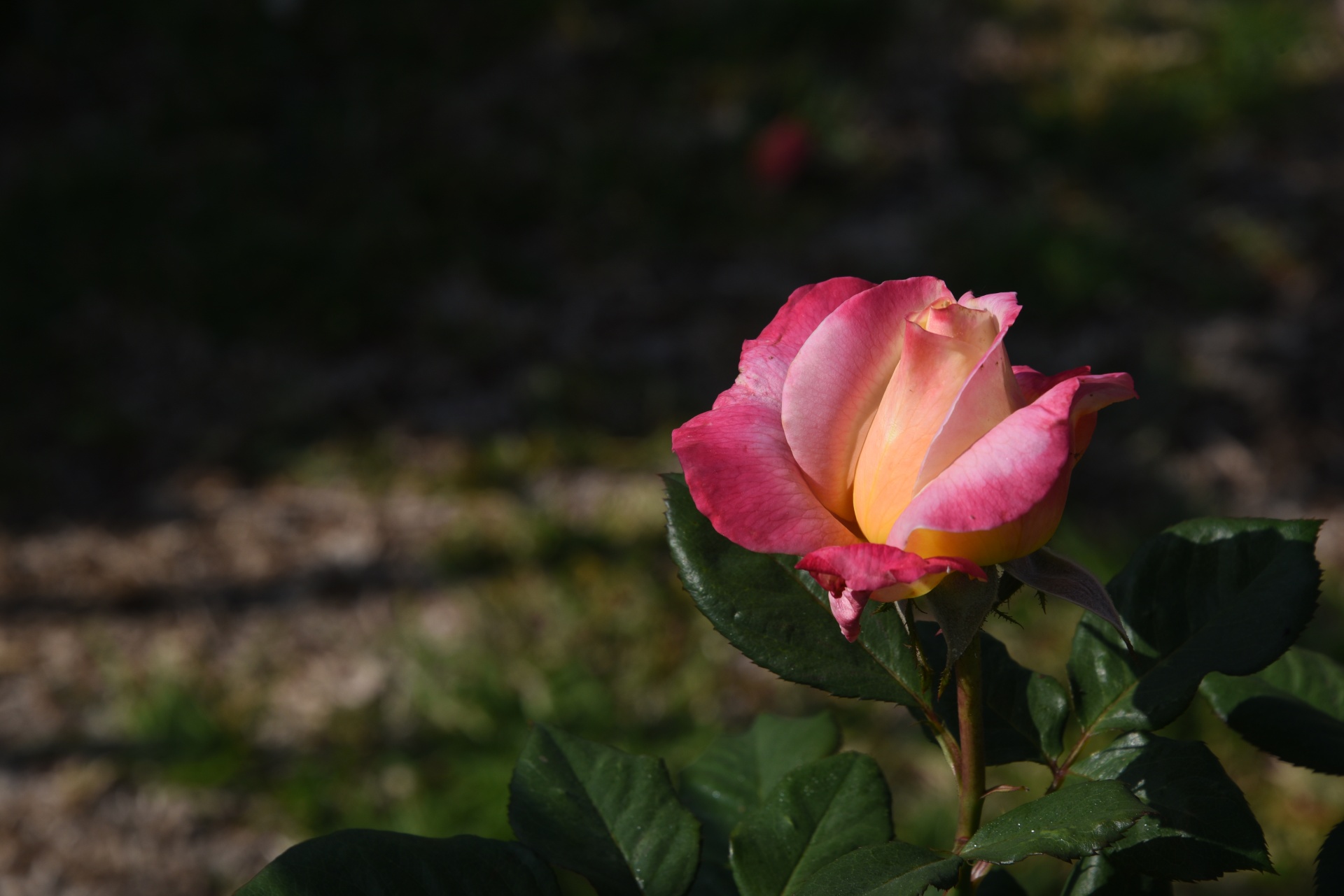 background flower rose free photo