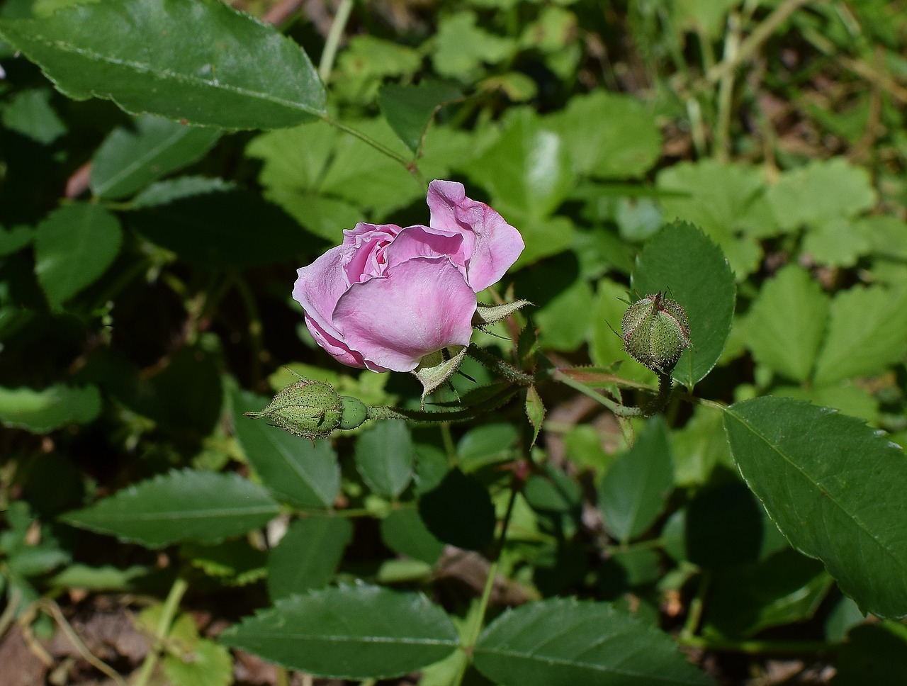 tea rose with buds rose small free photo