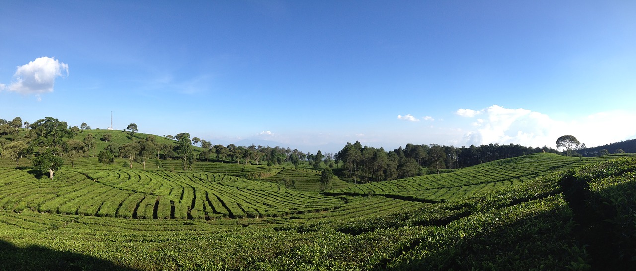 tea valley bandung indonesia free photo