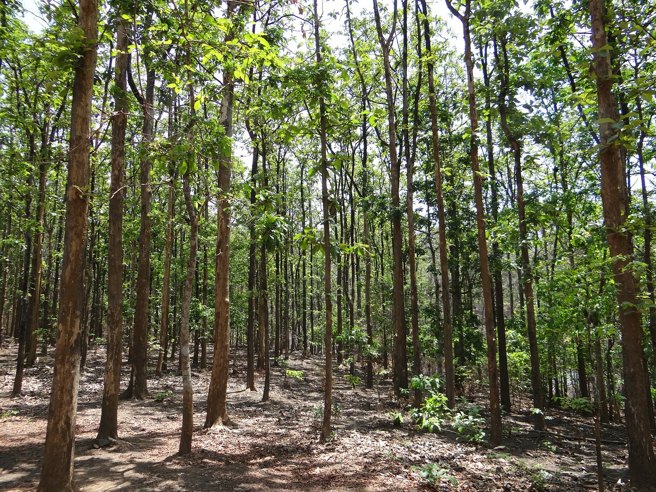 teak forests dandeli karnataka free photo