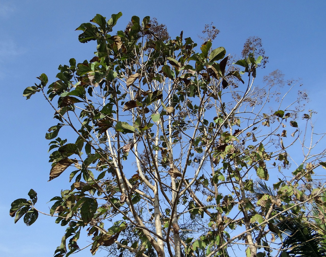 teak tree tectona grandis deciduous free photo