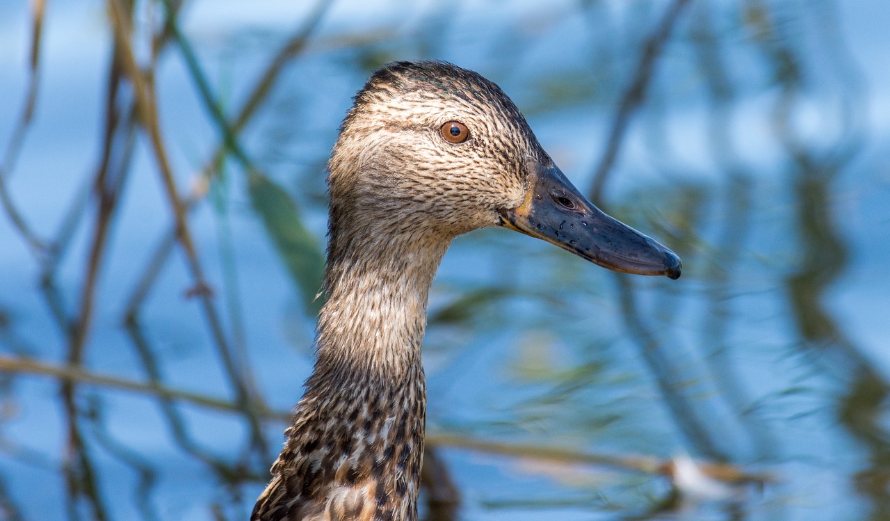 teal  winged  duck free photo