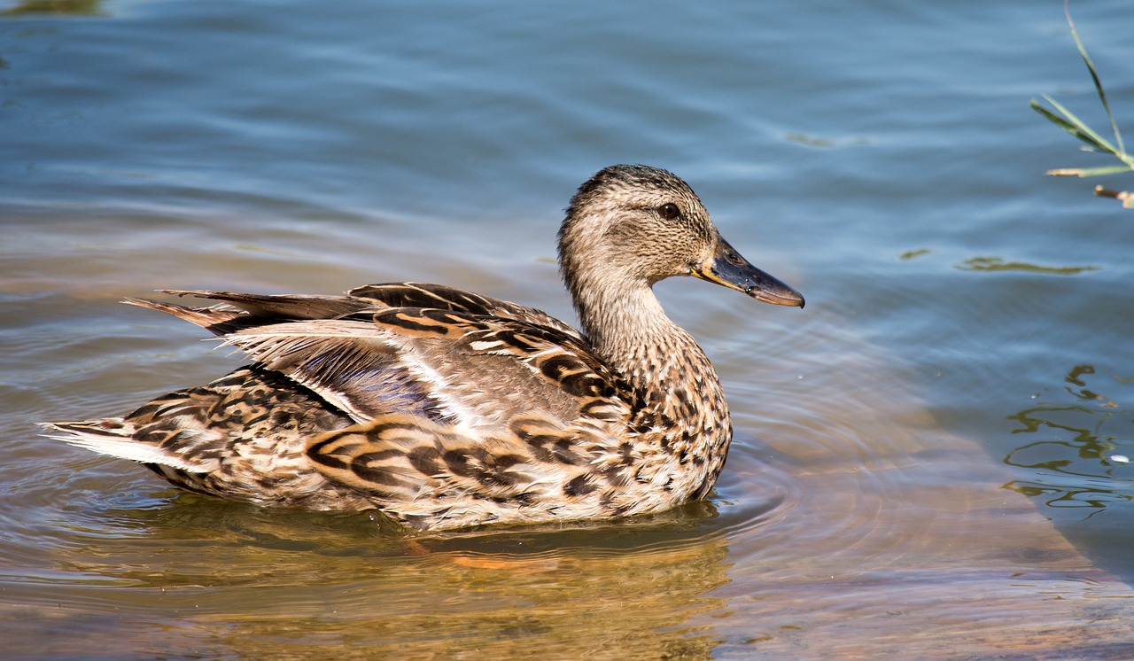 teal  duck  swim free photo