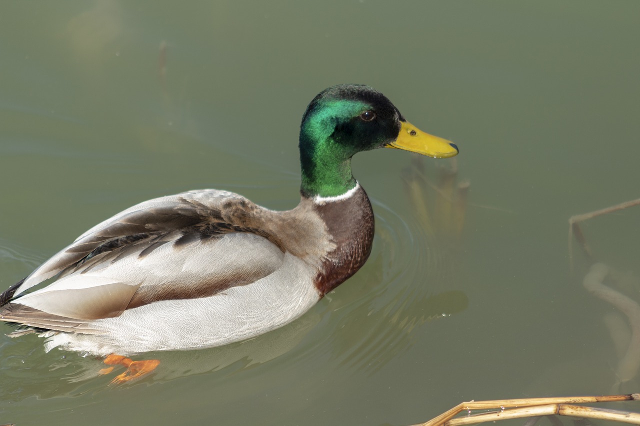 teal  duck  drake free photo