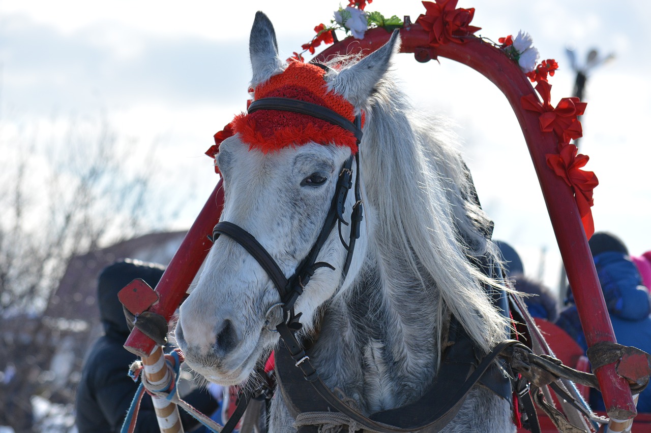 team horse harness free photo