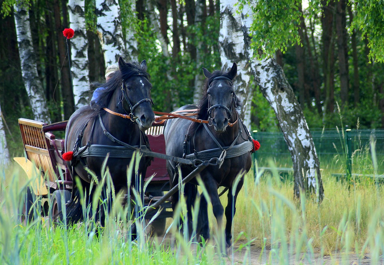 team  horses  chaise free photo