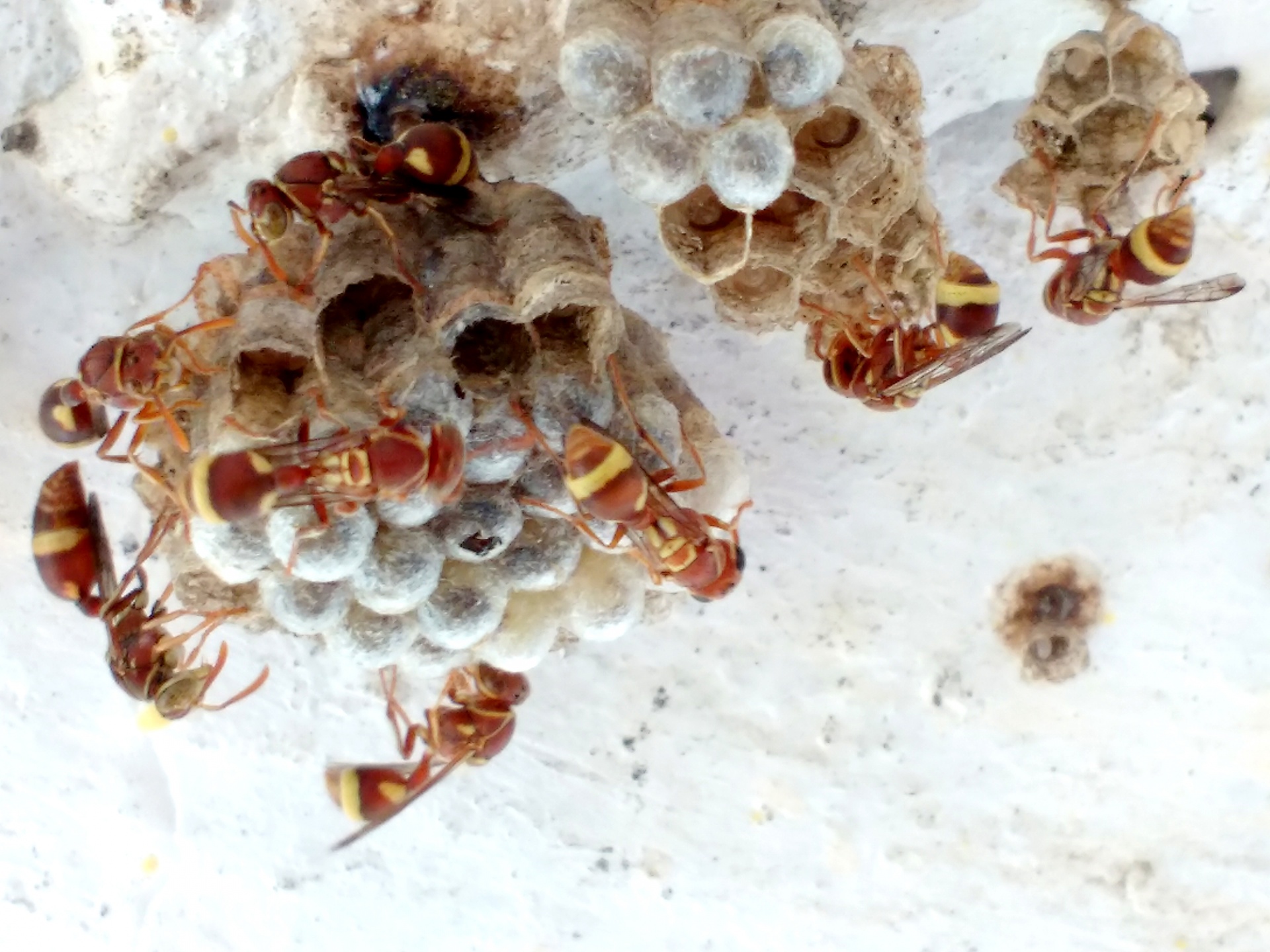 bee wasp hive free photo