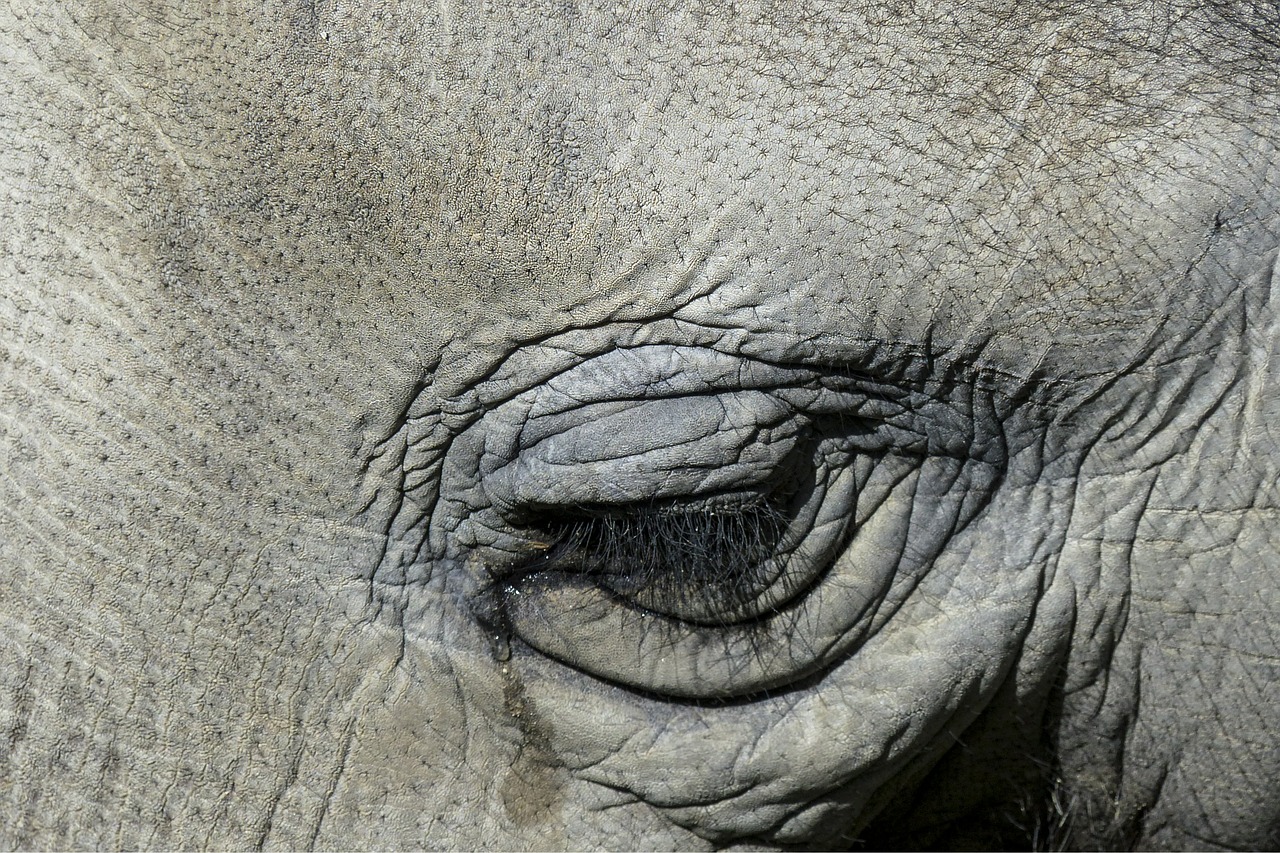 tearing elephant eye free photo