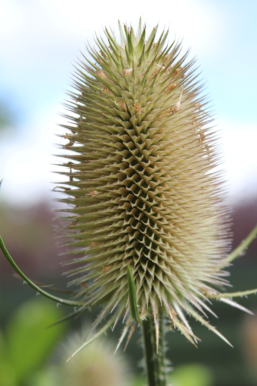 teasel dipsacus plant free photo