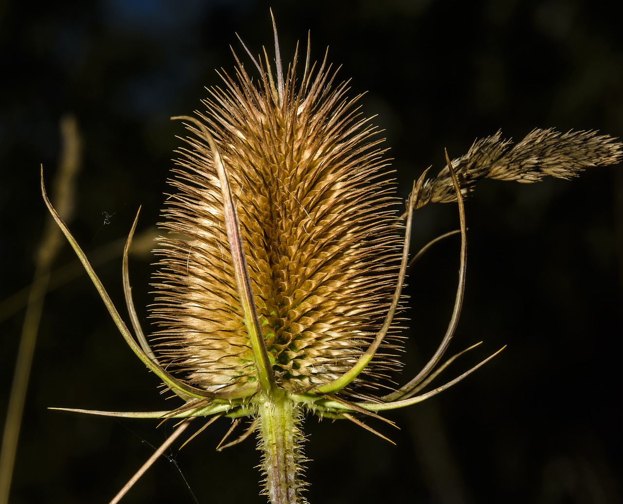 teasel flower plant free photo