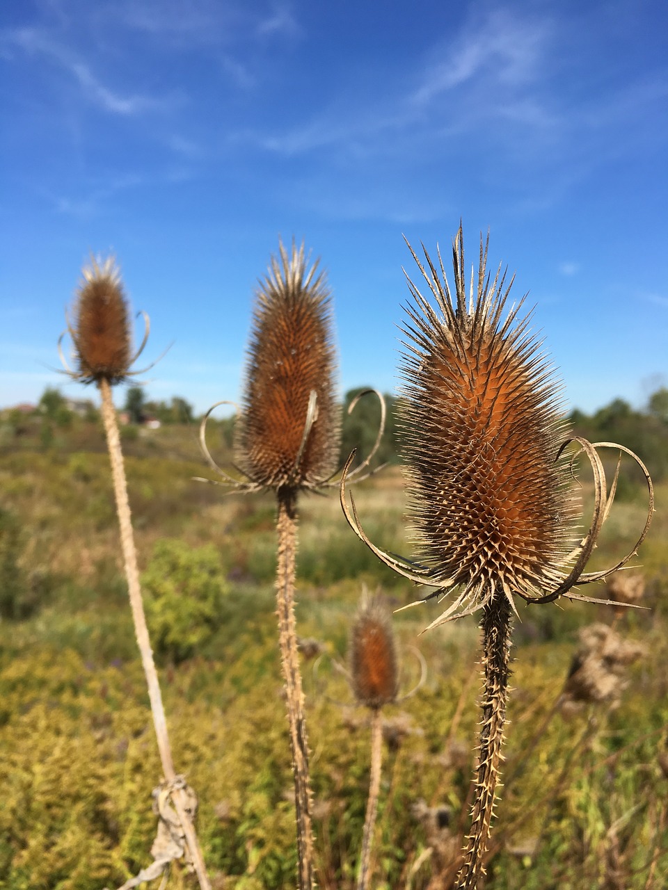 teasel fall blue sky free photo