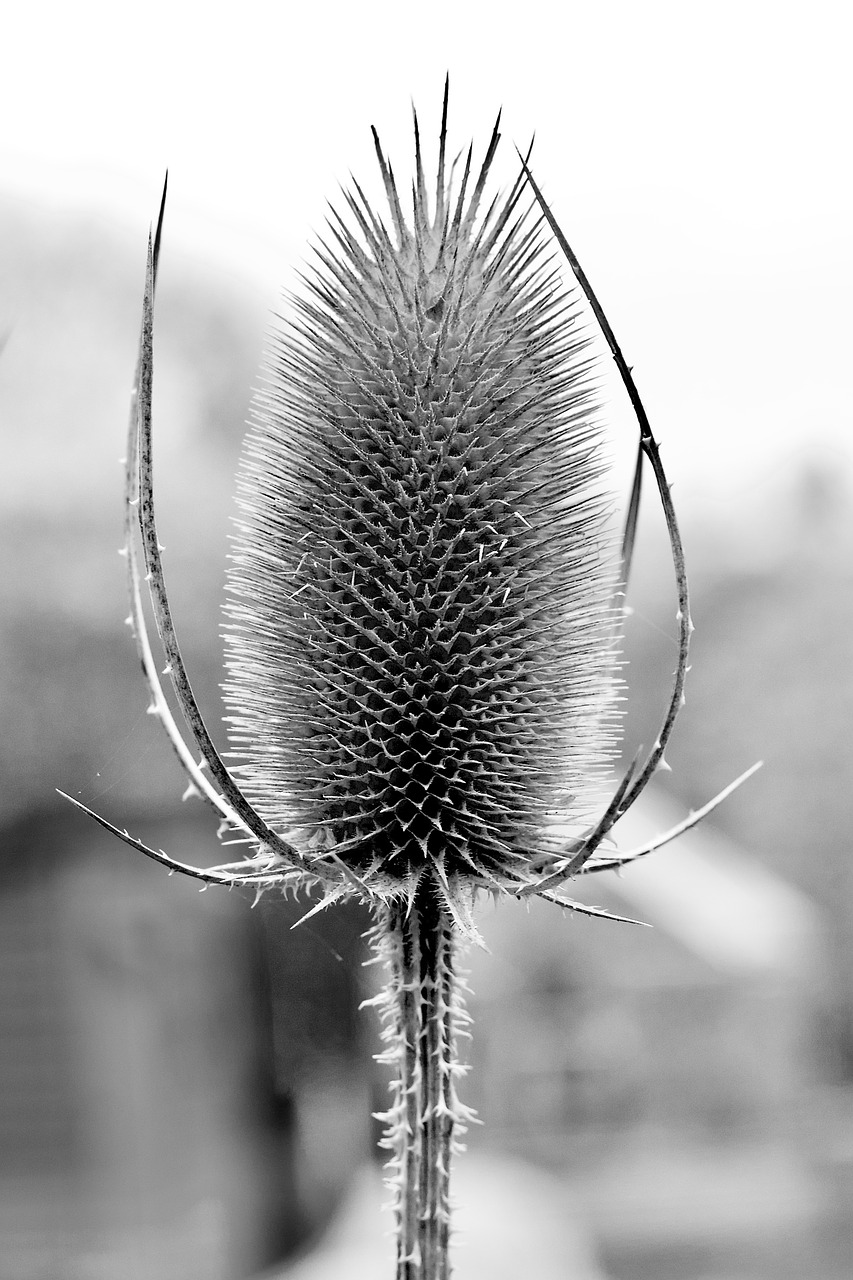 teasel  structure  nature free photo
