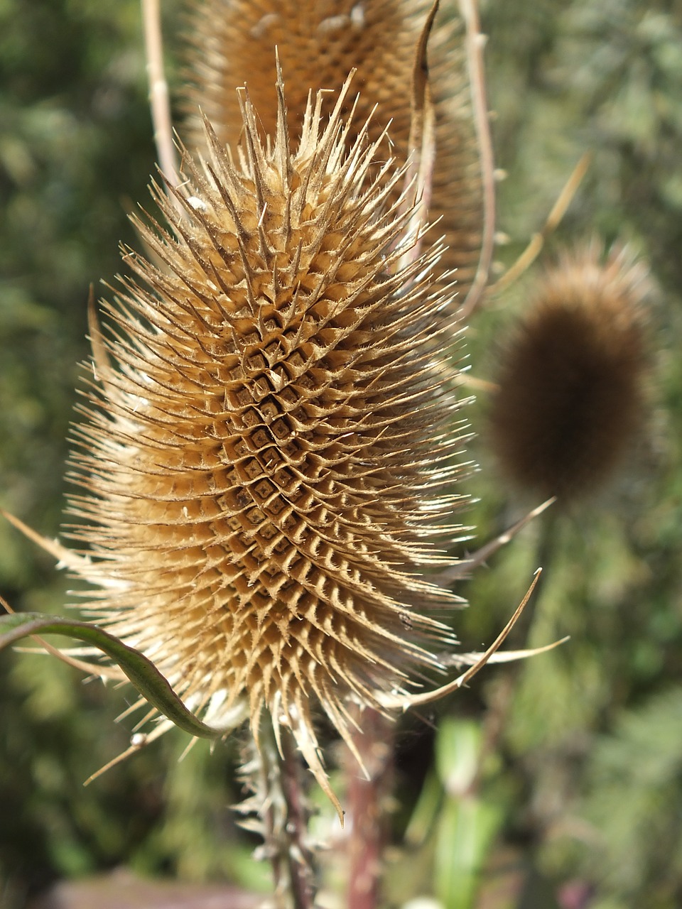 teasle dried brown free photo