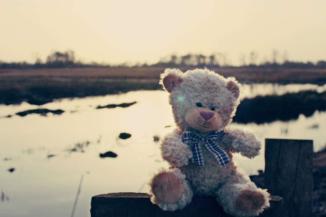 teddy teddy bear bear free photo