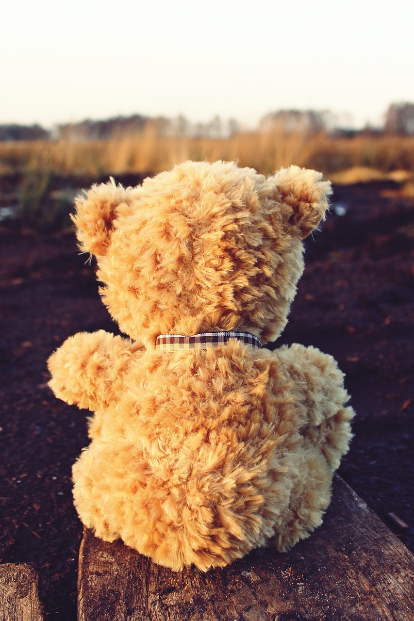 teddy teddy bear bear free photo