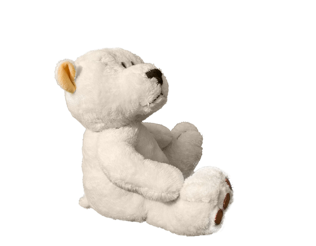 teddy bear soft toy free photo