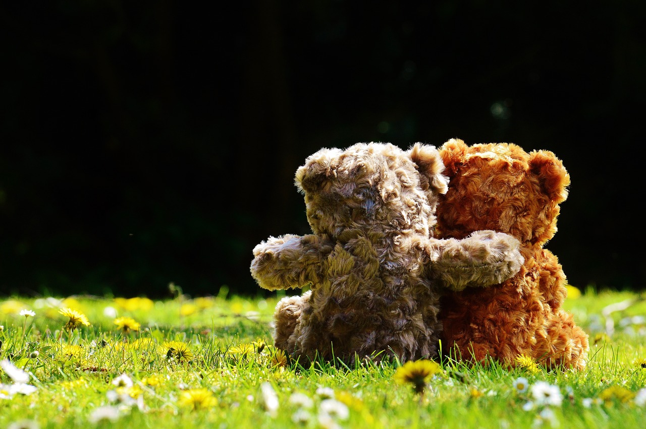 teddy love romantic free photo