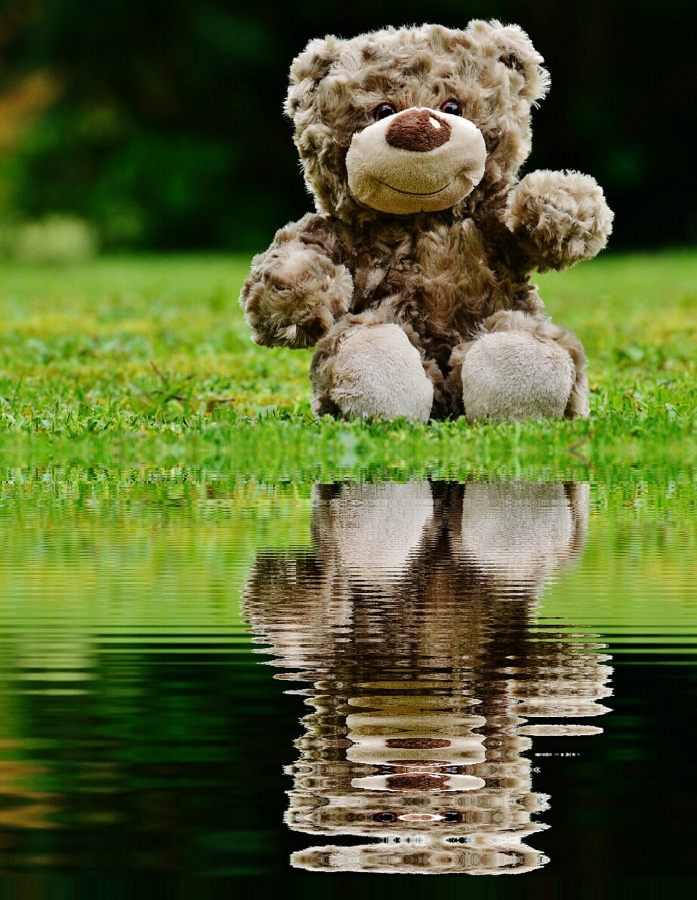 teddy soft toy mirroring free photo