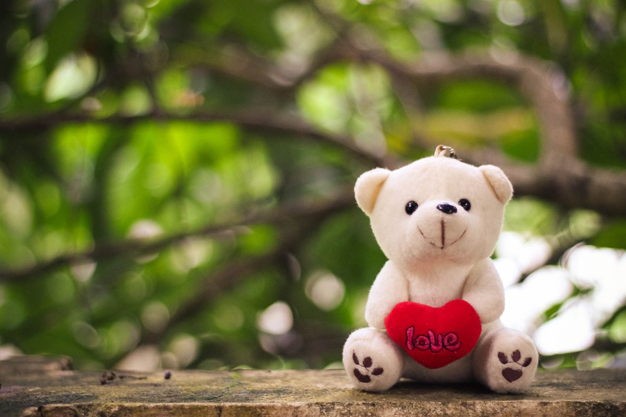 teddy bokeh love free photo