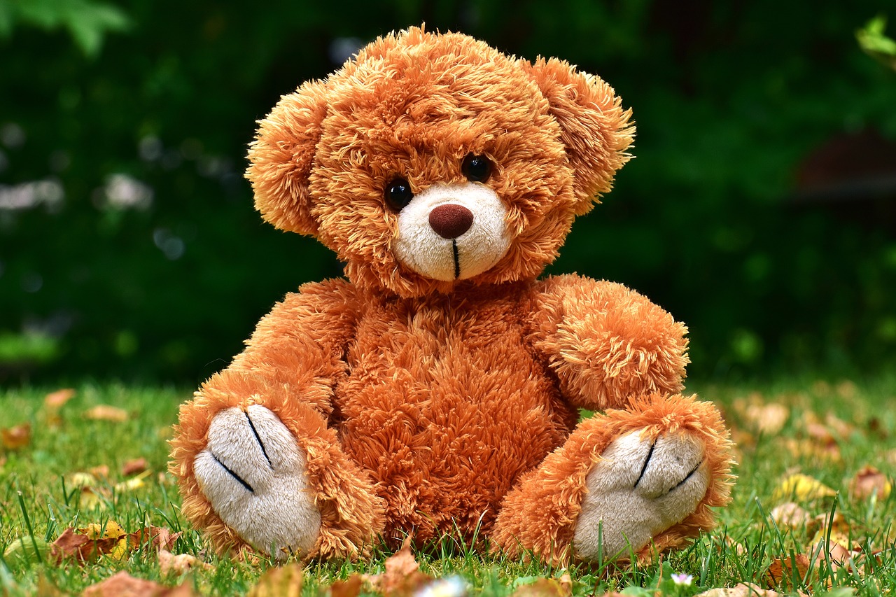 teddy cute soft toy free photo