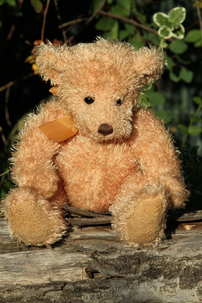 teddy teddy bear plush free photo