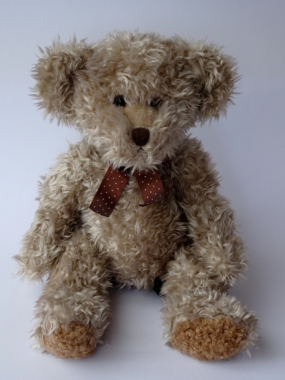 teddy teddy bear soft toy free photo