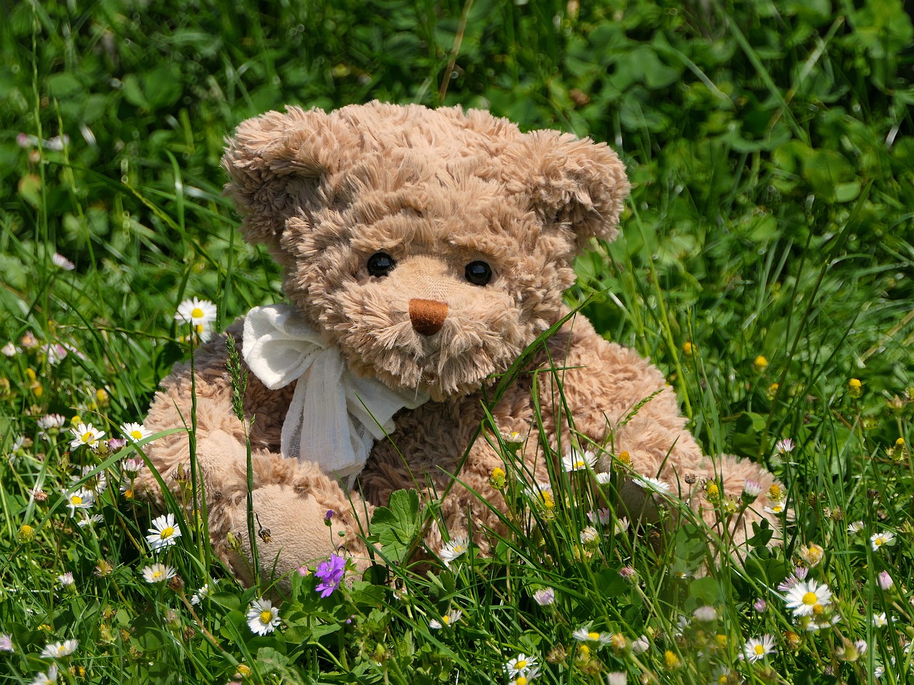 teddy  bear  plush free photo