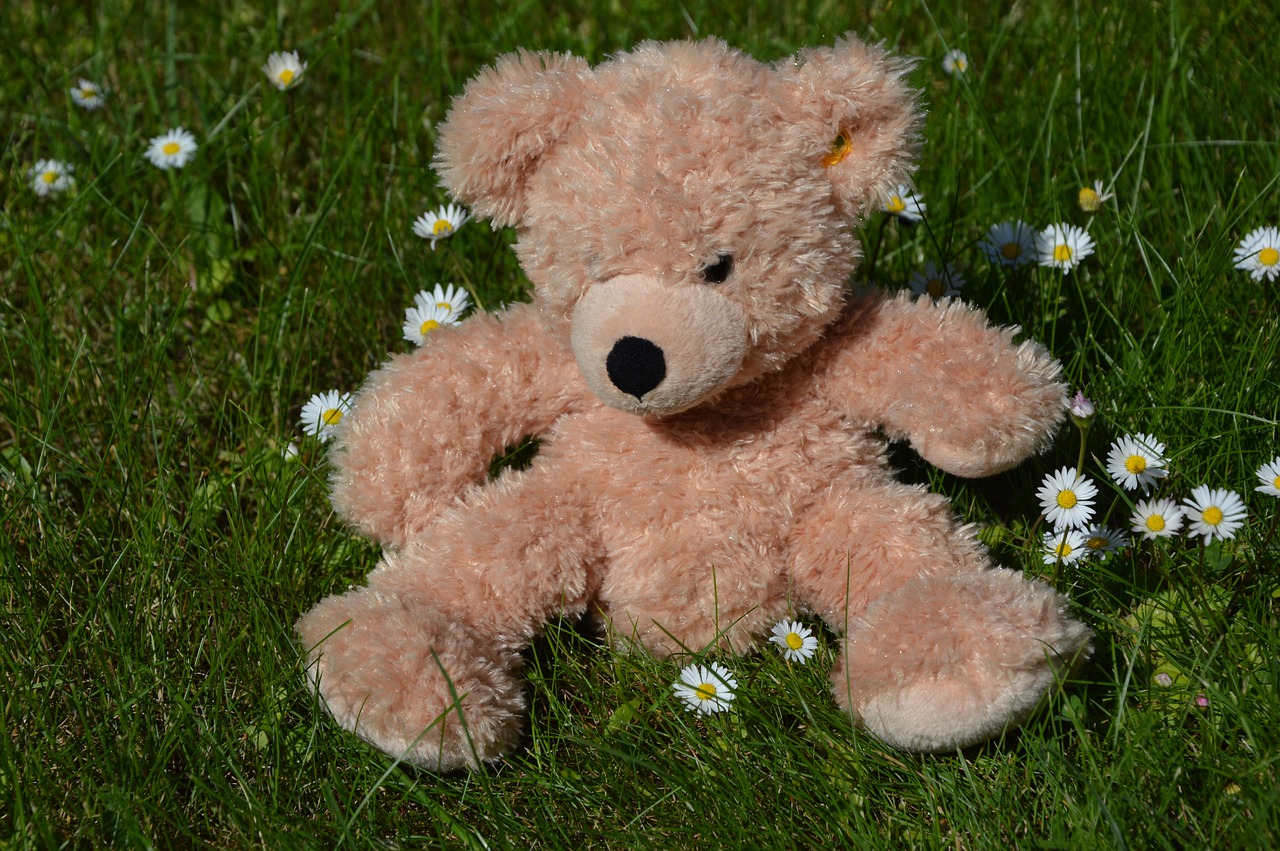 teddy  flower meadow  summer free photo