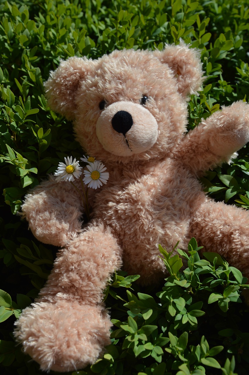 teddy  summer  soft toy free photo