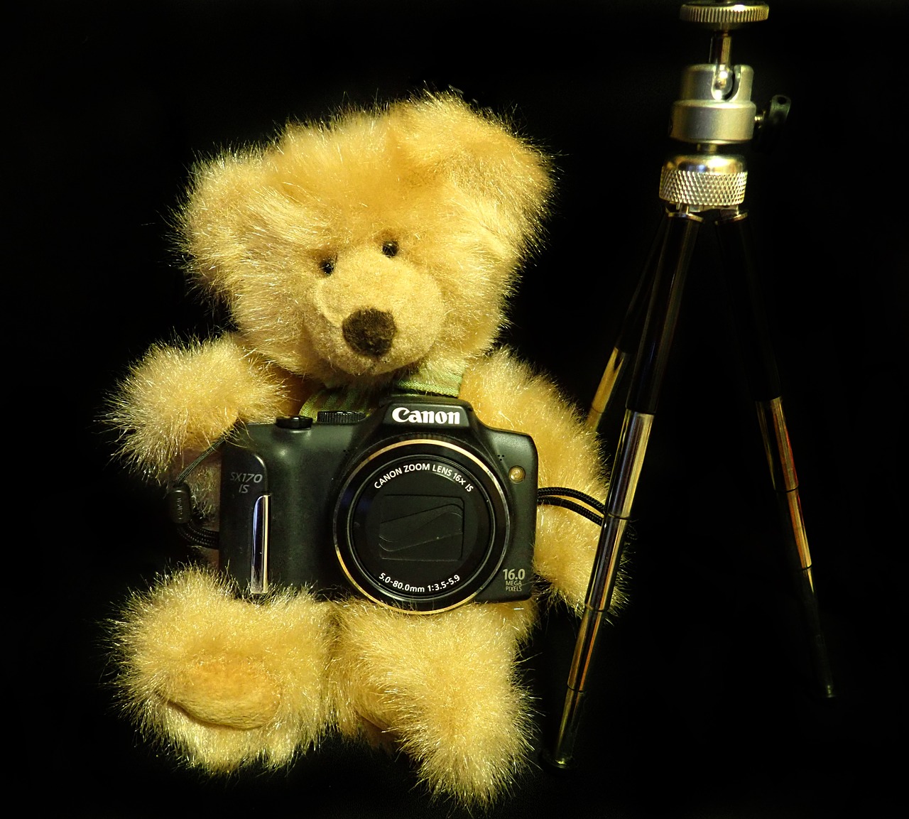 teddy  photography  toy free photo