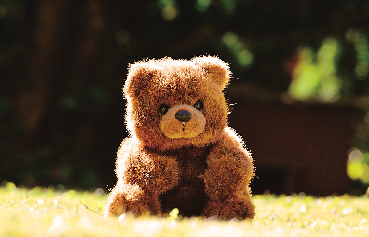 teddy  cute  soft toy free photo