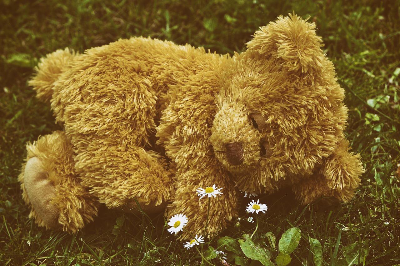 teddy  sleep  meadow free photo