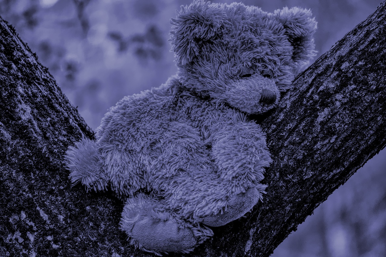 teddy  night  sleep free photo