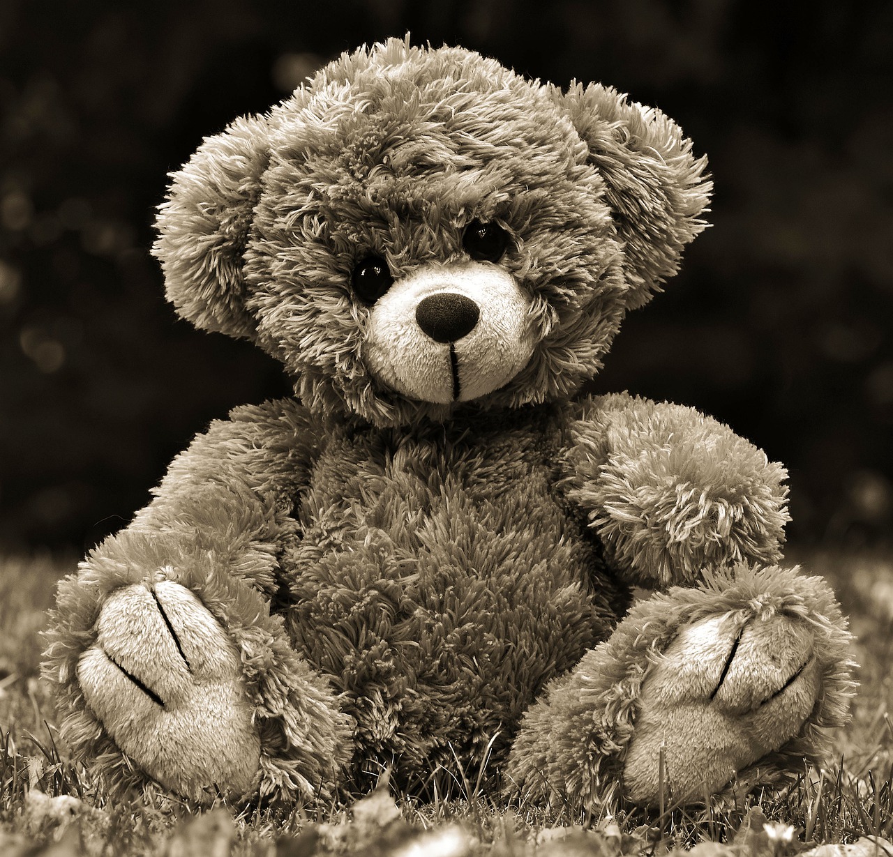 teddy  teddy bear  toys free photo