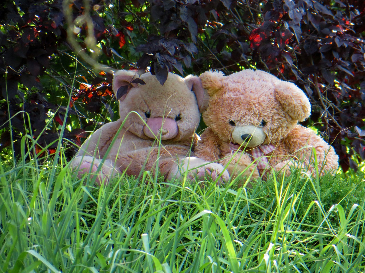 teddy teddy bear plush toys free photo