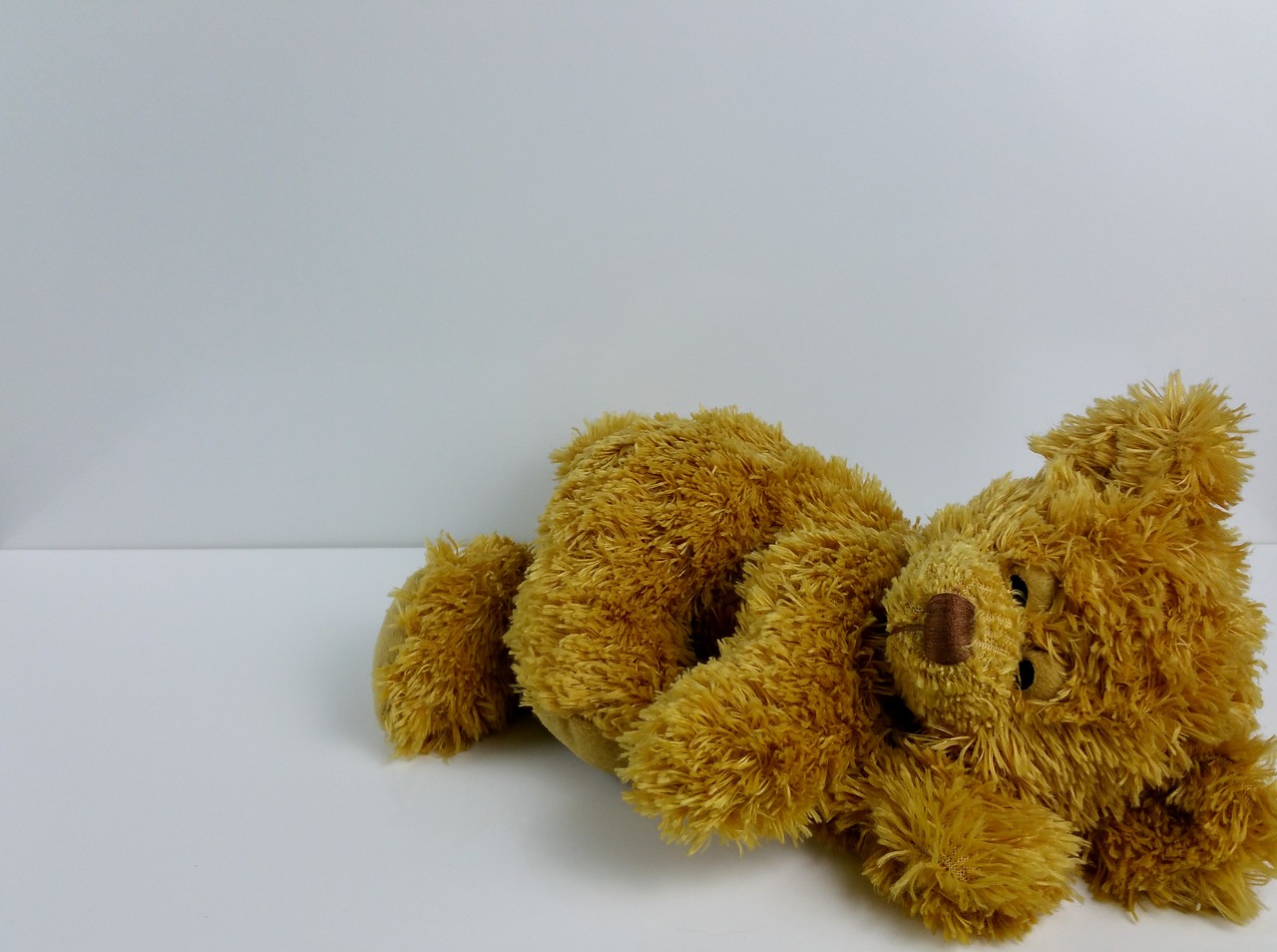 teddy bear teddy bear free photo