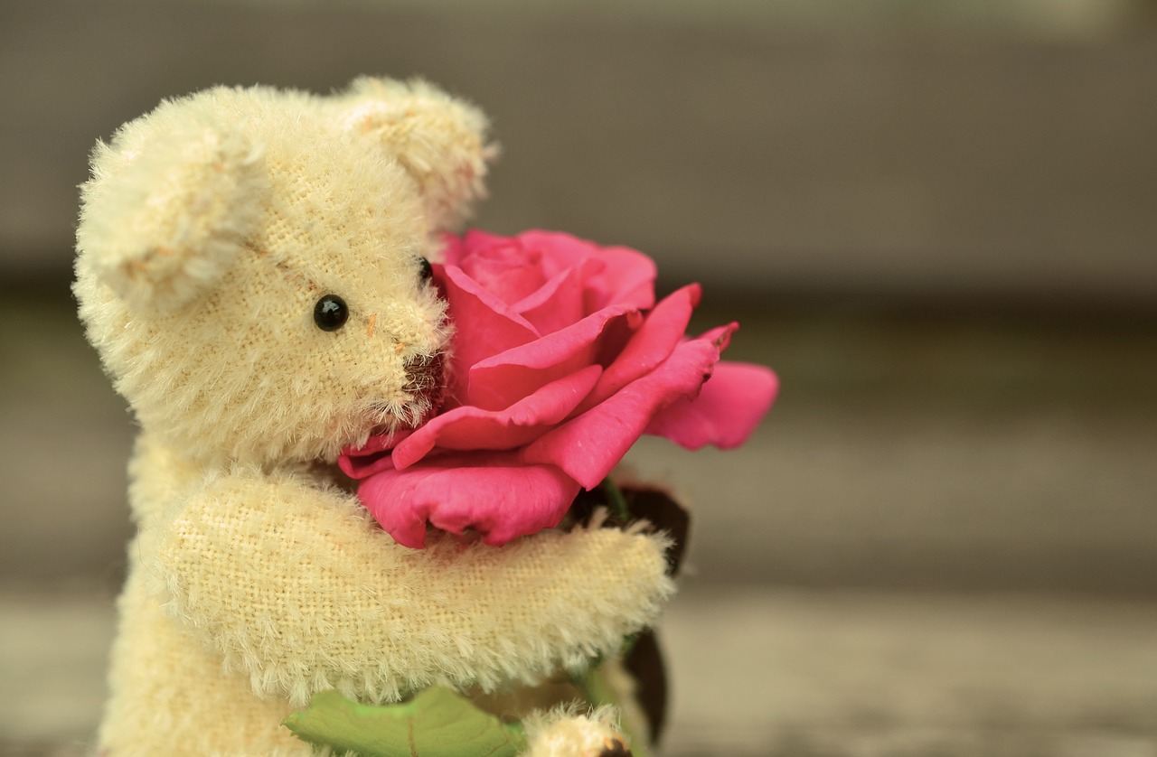 teddy teddy bear rose free photo