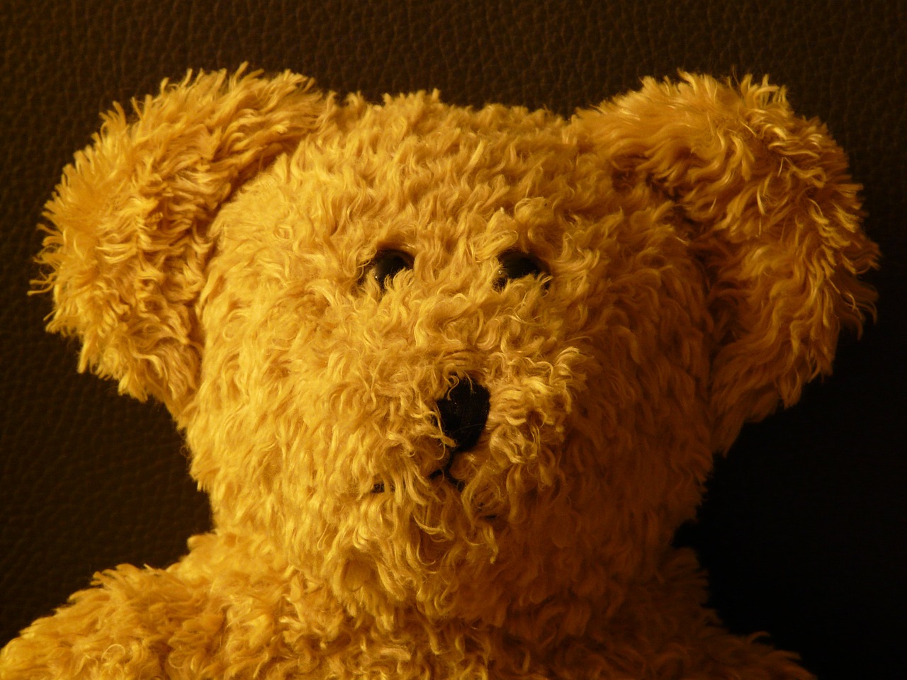 teddy bear soft fluffy free photo