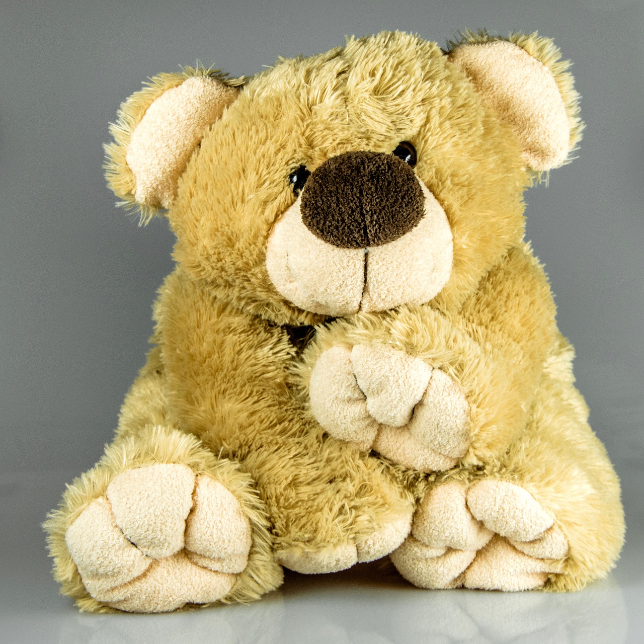 teddy bear plush toy free photo